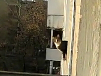 このネコに勝てる気がしない。ネコが本気を出すとこんな事もできちゃう動画