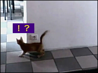 壁に隠れてこっそり忍び寄ったら「あれっ！？」ネタのような展開の子猫2匹。