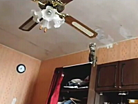 ネコネコ動画。そのに乗るのは無理だよ？という場所にジャンプしたいネコ