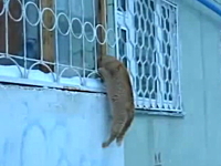 一般動画