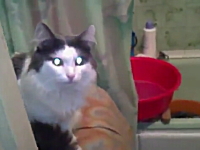 ニャンだよ勝手に開けるんじゃねえよ。ニャンコの主張。なに見てるんだよ。