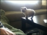 子猫ちゃんの大冒険。生後7週間。初めての大ジャンプに挑戦するが・・・。