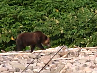 人間慣れした熊には鈴も爆竹も効果が無い。釣りをしてたら大きな熊が・・・。