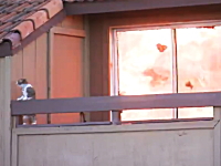ネコさん逃げて！逃げて！住宅火災から逃げ遅れてパニックになるニャンコ