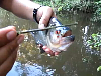 ピラニアが鋭利な刃物すぎる。ピラニア自動枝切りはさみ。サクサク切れる。