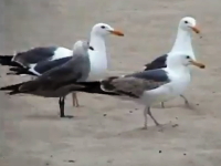 これは酷い。カモメに大量の下剤を混ぜたエサを与えて下痢テロ。下痢空爆