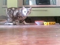 食事中の姿を誰にも見られたくないちょっと内気なネコさんの行動が可愛い