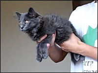 猫スタビライザー。高価で複雑なジャイロスコープなんて必要なかったんや。