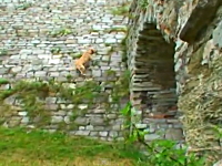 忍者犬！？この犬すごい。パルクールを教え込まれたワンコの凄ワザ映像