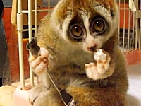 おにぎりを食べるスローロリスが激カワ。右手にフォーク。左手にオニギリ。