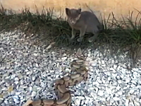 子猫を狙って忍び寄る大きなヘビ・・・。これはヤバいだろ。助けてあげてよ。