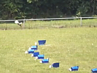 人間に殺される為だけに生まれてきたハトたち。動物愛護団体の告発映像。