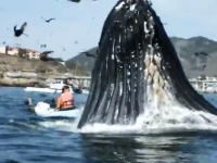 でけえ。食われてた可能性もあるんじゃないか？という距離でクジラがどーん