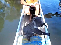 カヌーに乗ってたらコアラが泳いでやってきた！というビデオが話題。（豪）