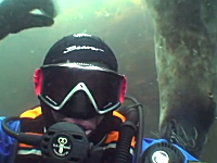 仲良しなのか寂しがり屋なのか。ダイバーの手をびゅっと掴むアザラシくん。