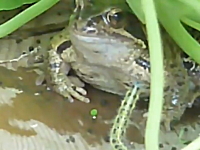 究極にマゾい毛虫。カエルの前でブンブンして私を食べて食べておいしいよ。