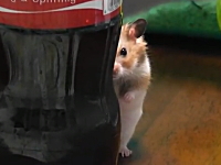 コカコーラのボトルの奥からジーっと見つめるハムスターが可愛いｗｗｗ