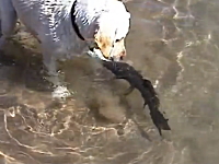 種族の違う二人の出会い。お互いに興味津々なワンコとギョのほのぼの映像