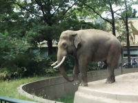 一般動画