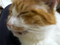 猫の鼻ちょうちんｗ 漫画みたいに膨らませながら寝る猫が可愛い!!