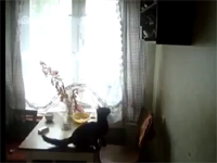 一般動画