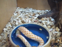 ペットショップで42000円で売られていたヘビを覗いたら自分で自分を食ってた