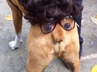 尻がハロウィン仕様の犬ｗｗ 尻尾の鼻が可愛すぎるｗｗｗ