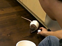 「取ってこーい！」飼い主が投げたボールを拾って戻ってくる２匹のネズミ。