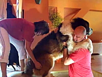 これは大変ｗｗｗ大きなワンコが階段から下りれず大騒動にｗｗｗワラウｗｗｗ