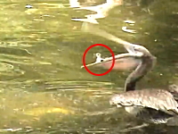 逃げて！逃げて！大きなペリカンに食われそうになっているアヒルの赤ちゃん