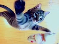 垂直跳びが得意なニャー助（猫）にどこまで飛べるのか挑戦させてみた。