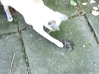 ちょっかいを出そうとしたカエルが幼女の叫び声をあげて猫驚嘆ｗ