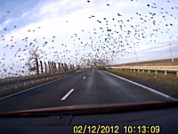 珍しい光景。ドライブしてたら目の前に大群の渦巻きが現れてウオーホホホ！