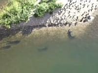 水辺にやってきたハトを狩るナマズ。水中に潜んで狙い澄まし引きずり込む。