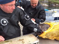 豪快に食われてるｗｗｗグロテスクな魚に左手をパックリいかれた漁師さん。