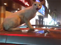 車の屋根でくつろいでいた猫を撮影したら怒られた