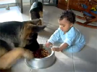 赤ちゃんと犬の命を賭けた戦い！「それは俺のもんだ」「いや、俺んだ」