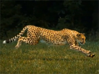 時速100km/hで走るチーターのスーパースローが美しすぎる！！