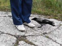 脱がせたい。靴から脱がせたい。ちょっと変わった性癖？を持ったカラスさん