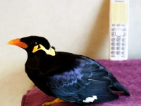 九官鳥のあべちゃんが面白すぎてｗｗｗ声がクリアすぎるｗｗｗすごいｗｗｗ