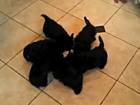 6匹のパピーにドーナツ状の入れ物でミルクを与えると不思議な現象が起きる