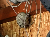 庭の物置小屋にできた大きな蜂の巣をエアガンで襲撃してみた動画。