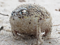 このカエルの鳴き声かわええ(*´д｀*)というか恰好も表情もかわええ(*´д｀*)