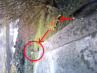 鳥を仕留めようと忍び寄るネコ⇒のネコを仕留めようと忍び寄るネコ⇒結果。