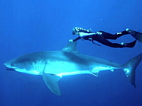 凶悪な顔をした野生のホホジロザメにそっと近づき一緒に泳いでしまう女性。