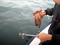 ボートに擬態するタコ。釣り上げられたタコが必死に変色してカモフラージュ。