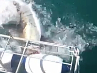 シャークウォッチングでホホジロザメがケージ内に顔を突っ込んで大恐怖。