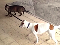 飼い主はネコ！？ワンコを自宅までリードを引いて連れ帰るニャンコが可愛い