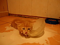 ミルクの飲み方が分からない子猫が大変な事になっているビデオｗｗｗｗｗ