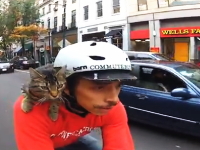 猫のメッセンジャーがGoPro公式に取り上げられててもやっぱりカワイイ車載